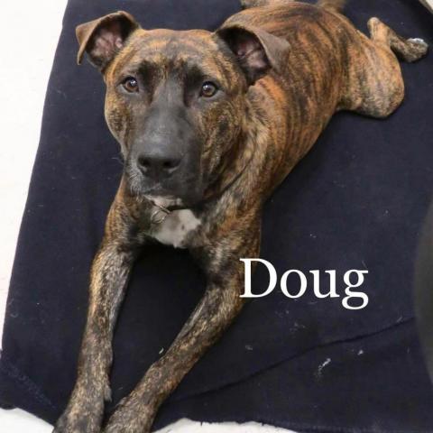 Doug 211280