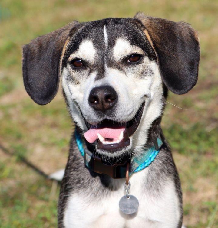 beagle malamute mix