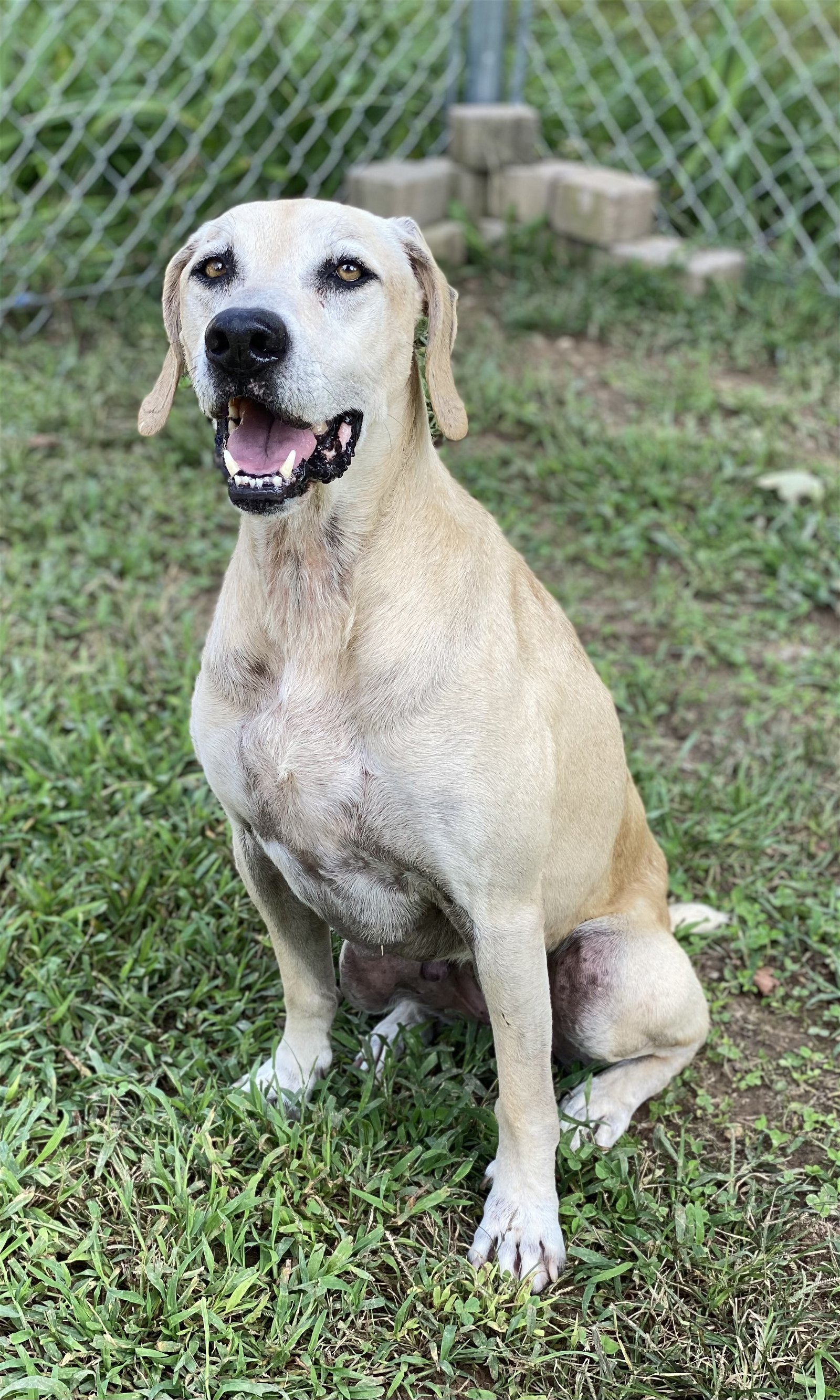 Ziva, an adoptable Labrador Retriever, Black Mouth Cur in Sparta, TN, 38583 | Photo Image 1