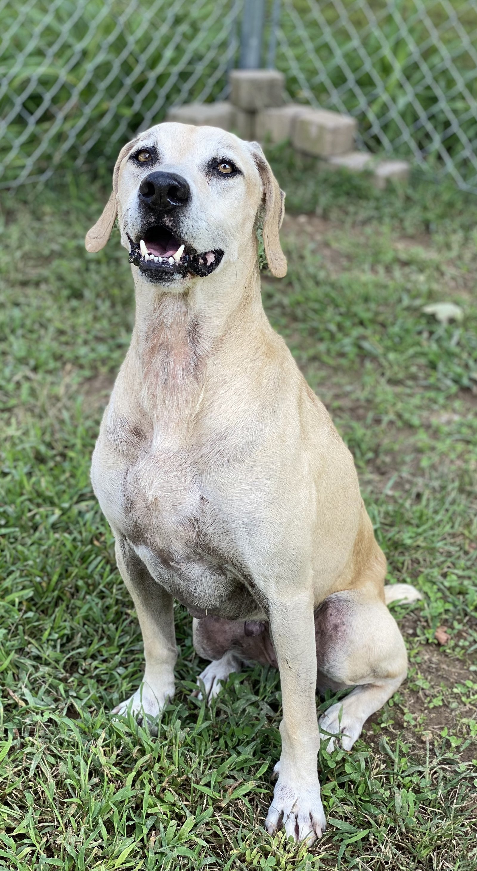 Ziva, an adoptable Labrador Retriever, Black Mouth Cur in Sparta, TN, 38583 | Photo Image 2