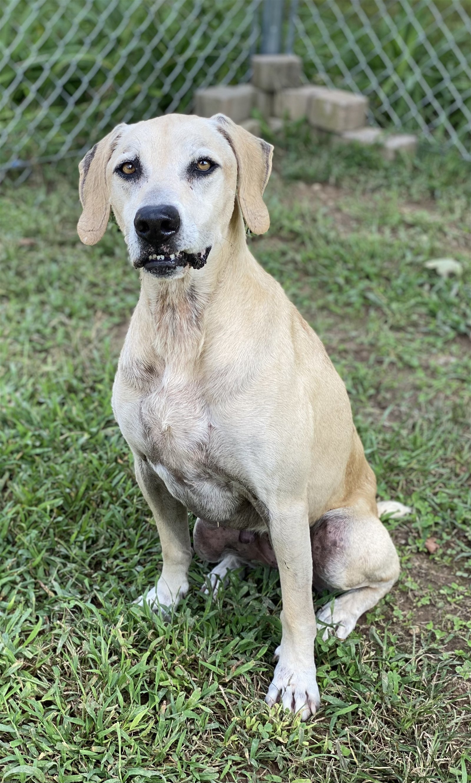 Ziva, an adoptable Labrador Retriever, Black Mouth Cur in Sparta, TN, 38583 | Photo Image 3