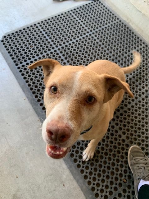 Maple, an adoptable Labrador Retriever Mix in Hollister, CA_image-1