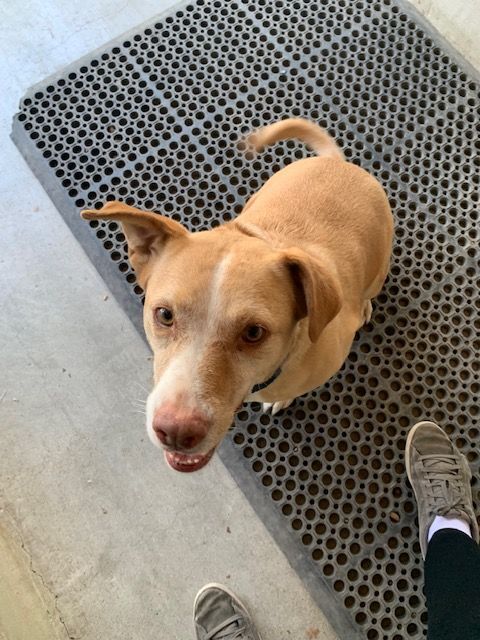 Maple, an adoptable Labrador Retriever Mix in Hollister, CA_image-4