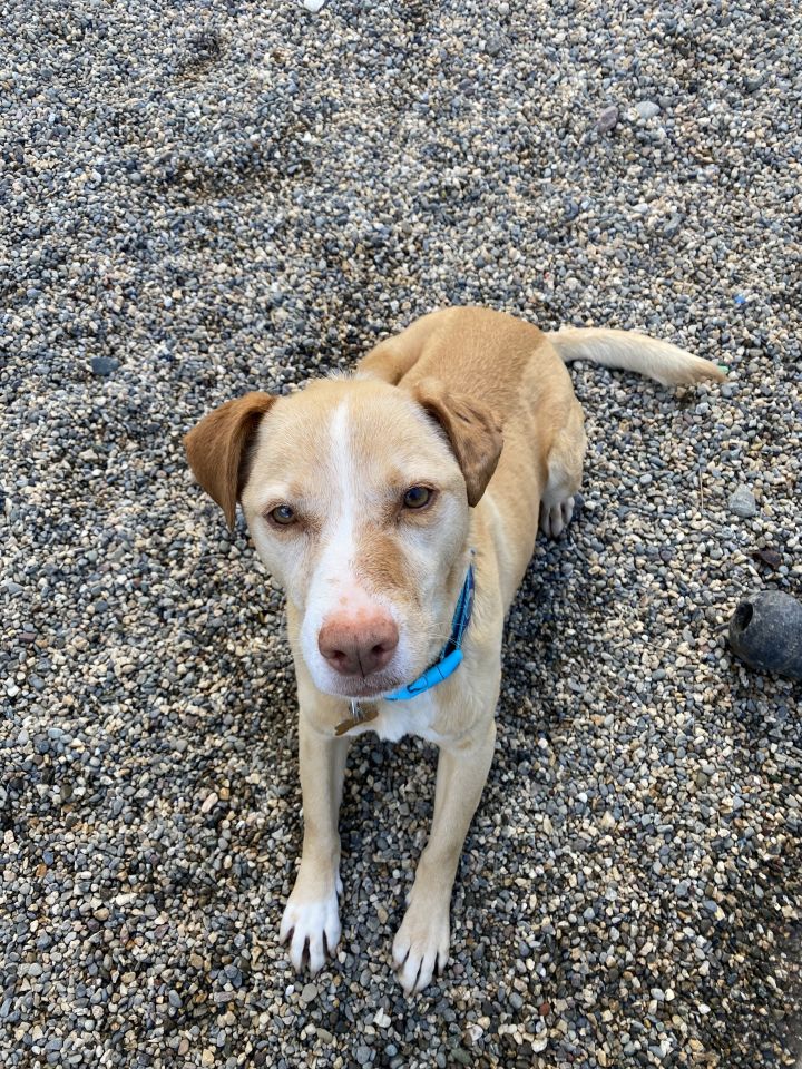 Maple, an adoptable Labrador Retriever Mix in Hollister, CA_image-6