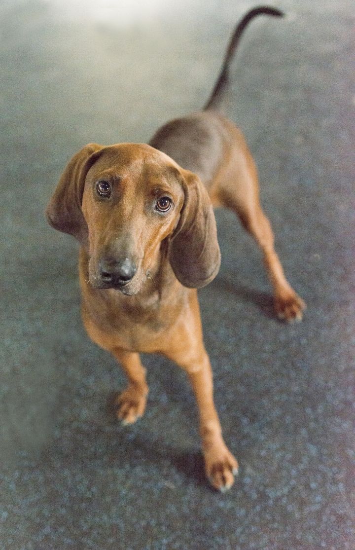 Pharoah, an adoptable Redbone Coonhound in Cincinnati, OH_image-1
