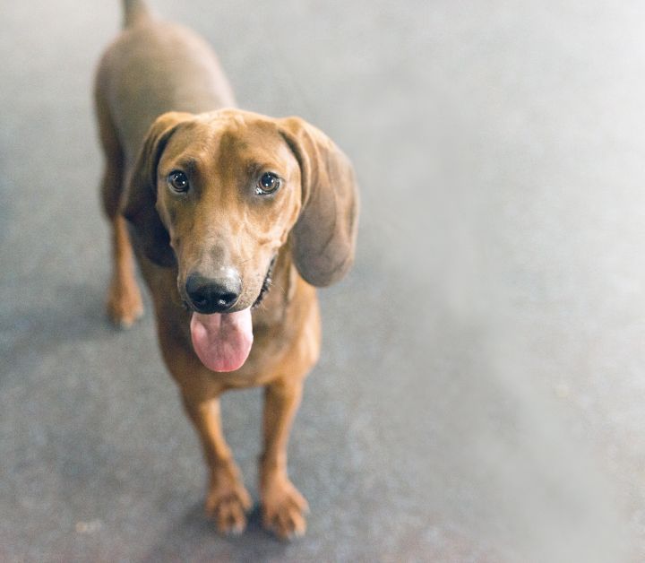 Pharoah, an adoptable Redbone Coonhound in Cincinnati, OH_image-2