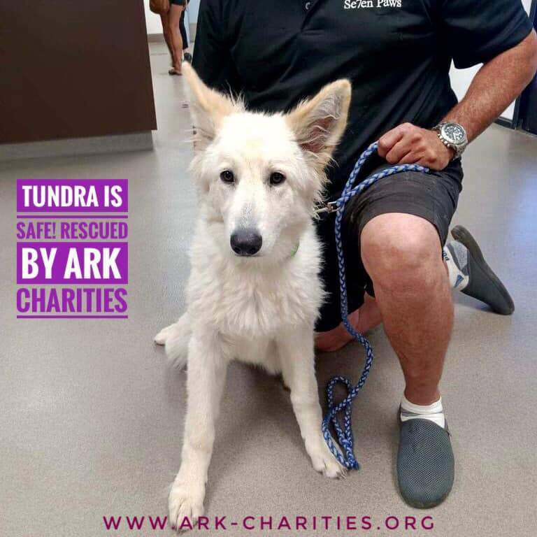 Dog for adoption - TUNDRA, a German Shepherd Dog in Brookfield, CT