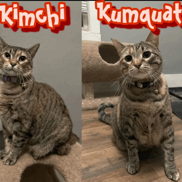 Kimchi & Kumquat