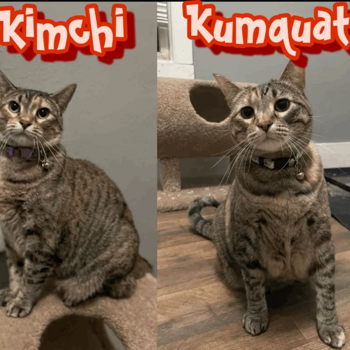 Kimchi & Kumquat 1