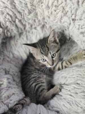 free kittens in watertown ct