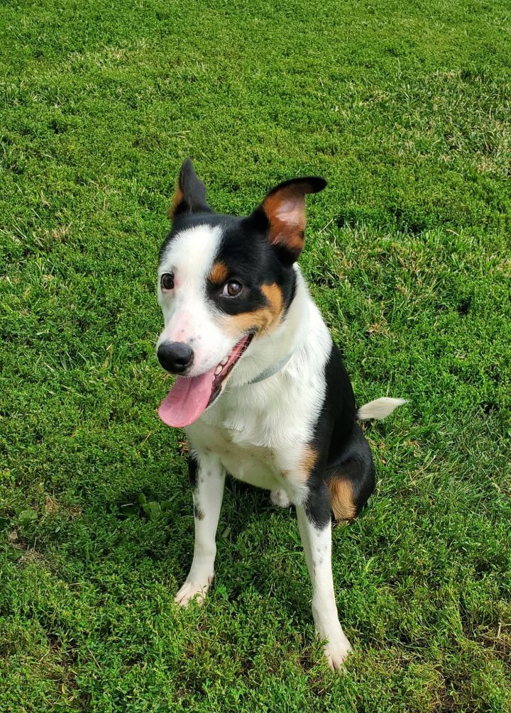 Fairfield sales border collies