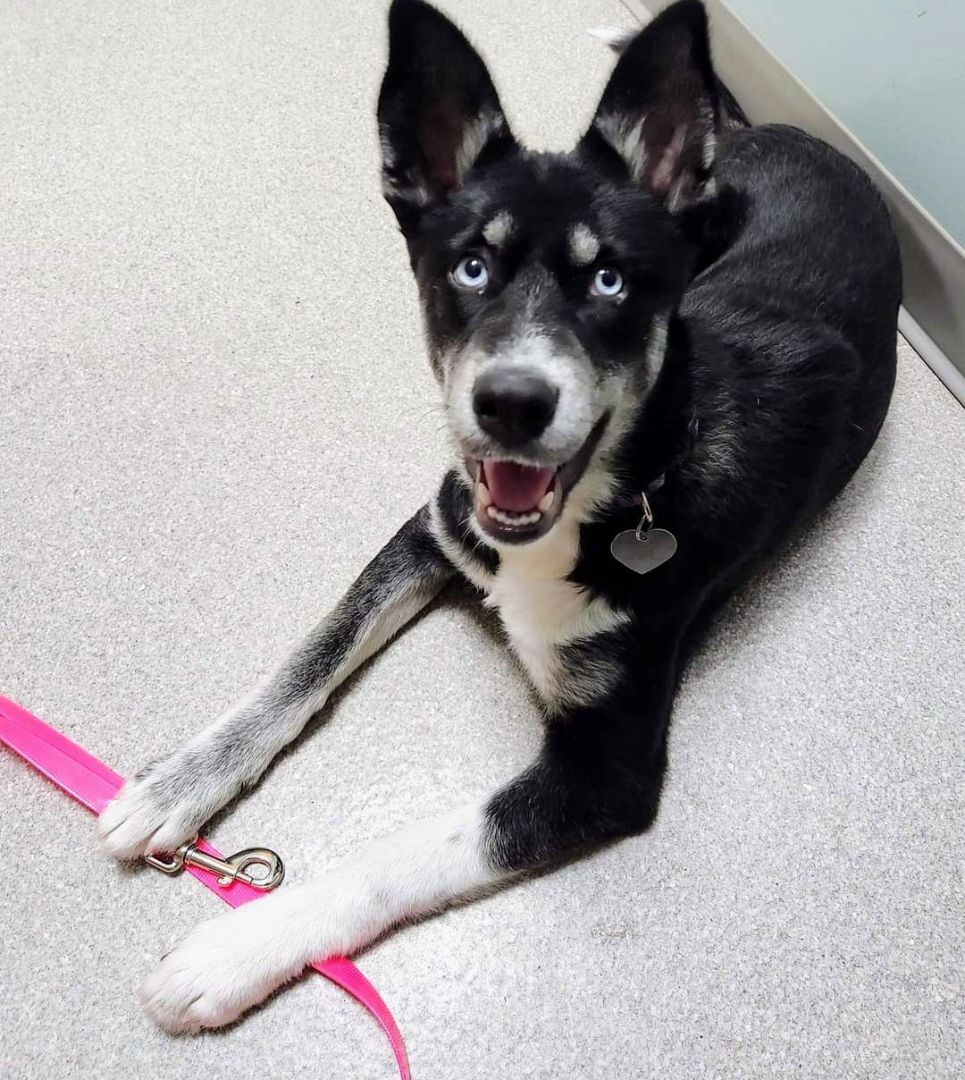 Keisha, born in 2022, an adoptable Siberian Husky in Lucknow, ON, N0G 2H0 | Photo Image 1