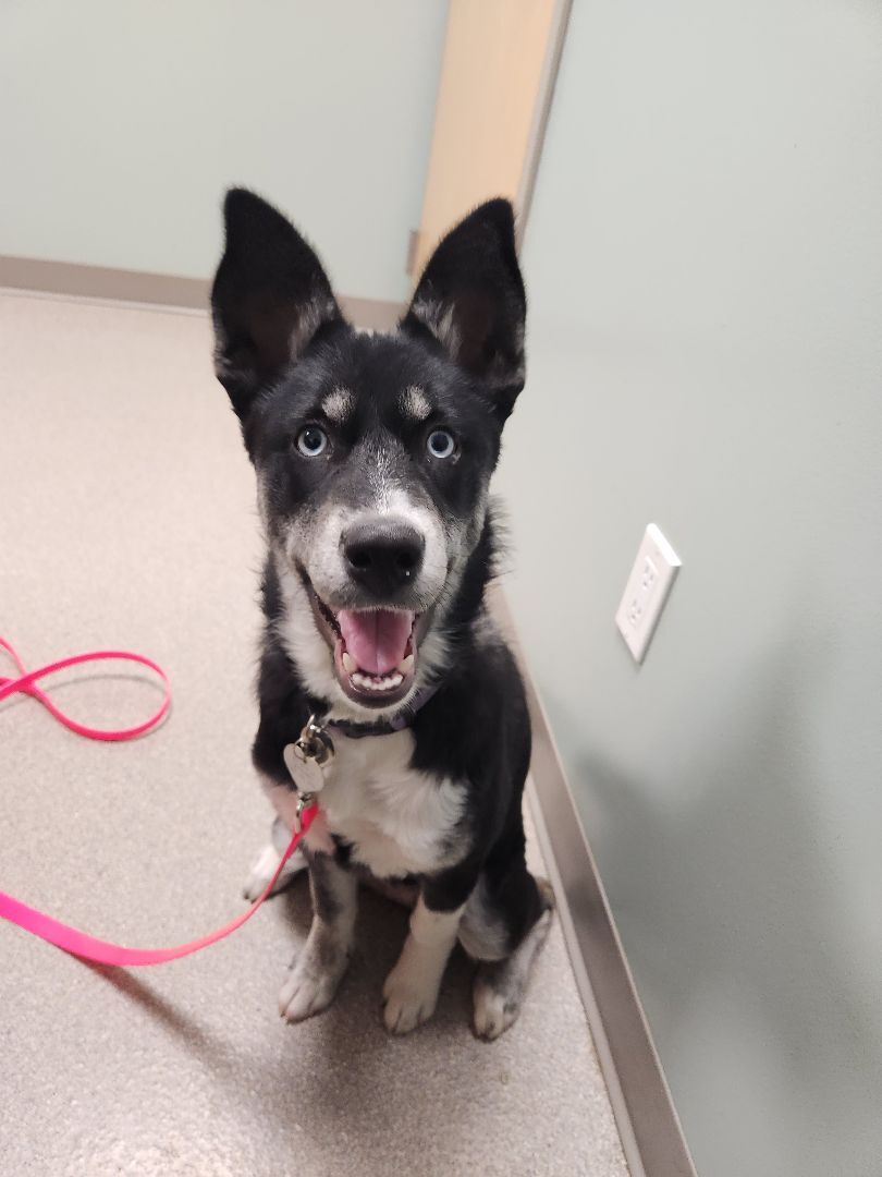 Keisha, born in 2022, an adoptable Siberian Husky in Lucknow, ON, N0G 2H0 | Photo Image 2