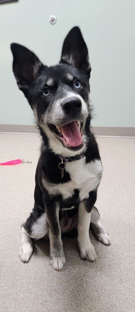 Keisha, born in 2022, an adoptable Siberian Husky in Lucknow, ON, N0G 2H0 | Photo Image 4