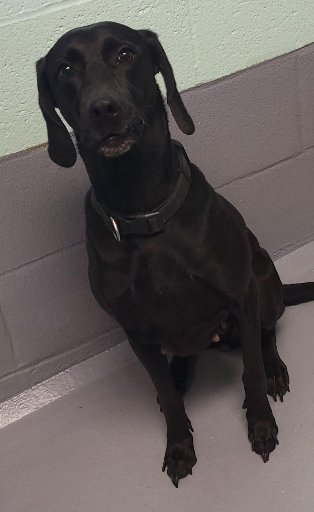 Dog for adoption - Lady, a Dachshund & Weimaraner Mix in Medina, OH ...