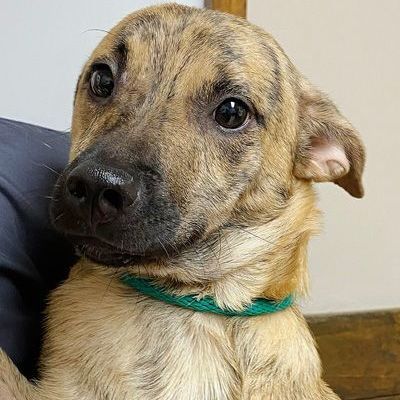 Raymond, an adoptable Dachshund & Terrier Mix in Oklahoma City, OK_image-2