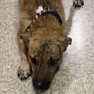Raymond, an adoptable Dachshund & Terrier Mix in Oklahoma City, OK_image-3