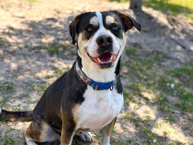 SKITTLES, an adoptable Labrador Retriever in Tavares, FL, 32778 | Photo Image 1