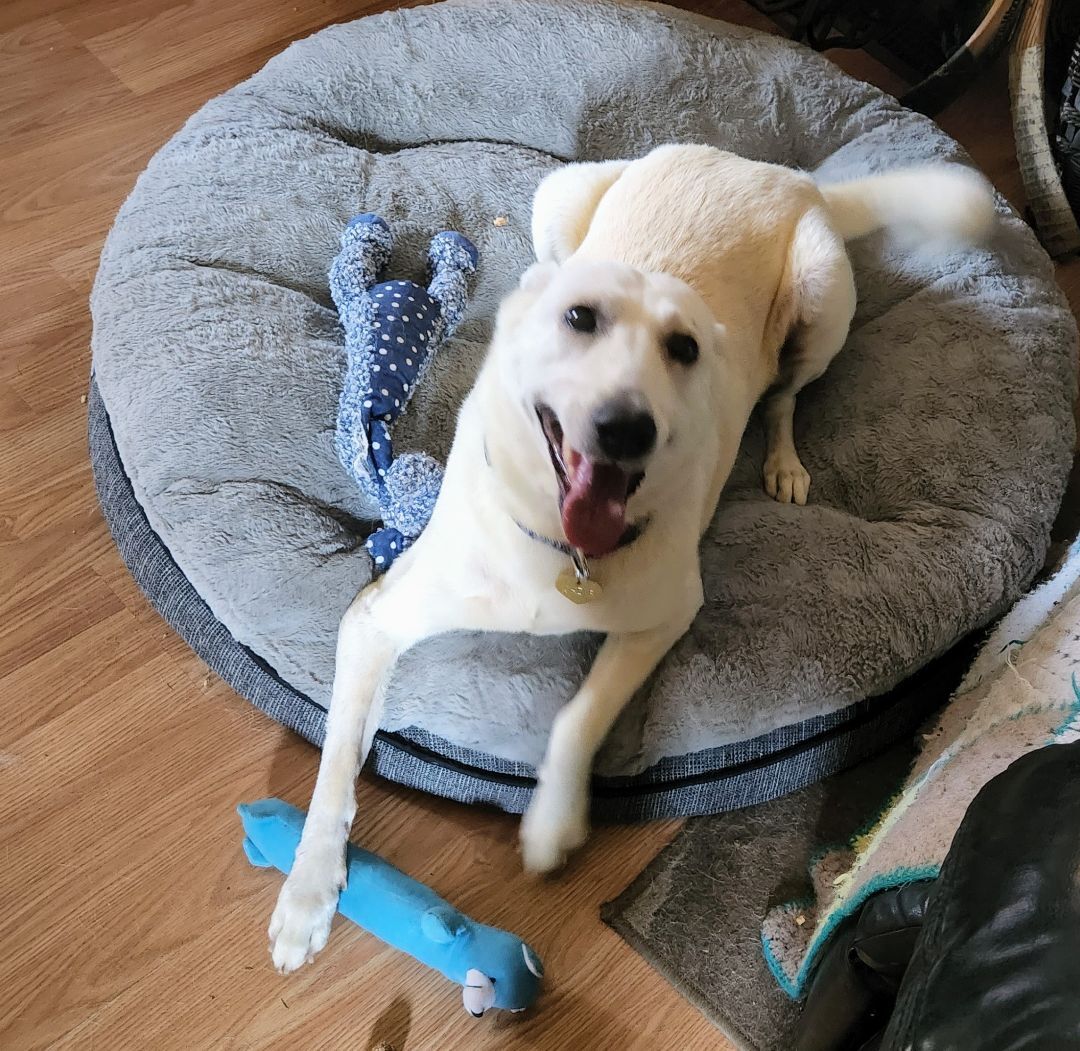 Sadie, sweetness alert, an adoptable Mixed Breed, Yellow Labrador Retriever in Lucknow, ON, N0G 2H0 | Photo Image 2