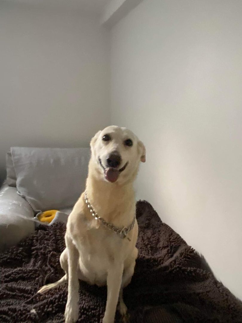 Sadie, sweetness alert, an adoptable Mixed Breed, Yellow Labrador Retriever in Lucknow, ON, N0G 2H0 | Photo Image 3