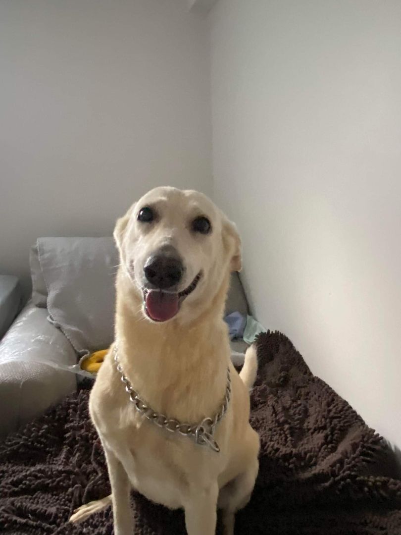 Sadie, sweetness alert, an adoptable Mixed Breed, Yellow Labrador Retriever in Lucknow, ON, N0G 2H0 | Photo Image 4