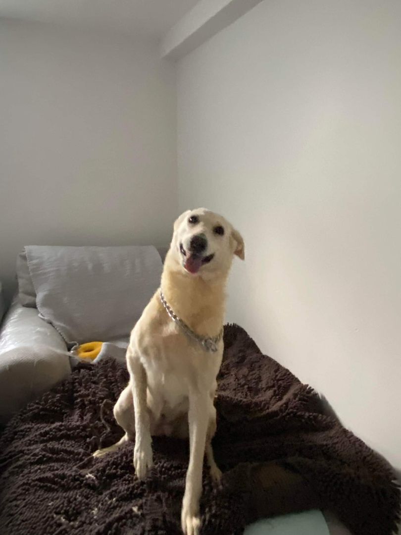 Sadie, sweetness alert, an adoptable Mixed Breed, Yellow Labrador Retriever in Lucknow, ON, N0G 2H0 | Photo Image 5