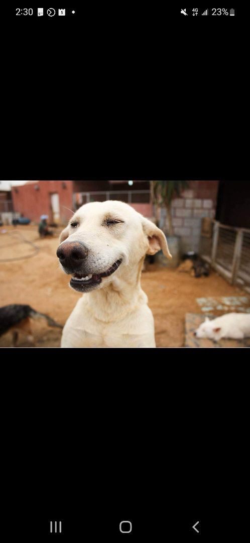 Sadie, sweetness alert, an adoptable Mixed Breed, Yellow Labrador Retriever in Lucknow, ON, N0G 2H0 | Photo Image 1