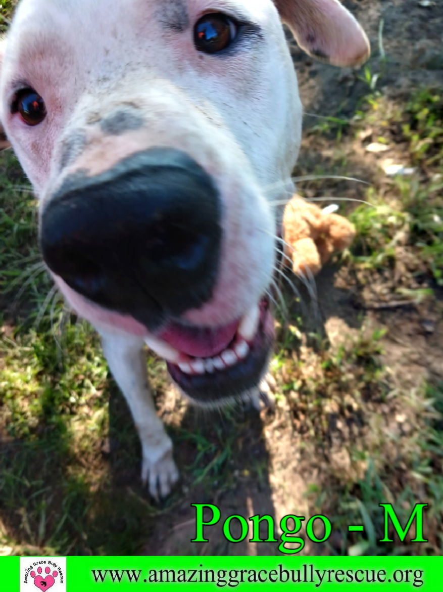 Pongo, an adoptable Labrador Retriever in Pensacola, FL, 32526 | Photo Image 3