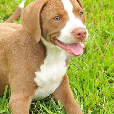 Delaney , an adoptable Labrador Retriever & American Bulldog Mix in Brookfield, CT_image-2