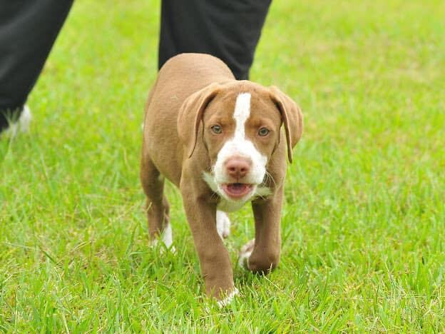 Delaney , an adoptable Labrador Retriever & American Bulldog Mix in Brookfield, CT_image-3