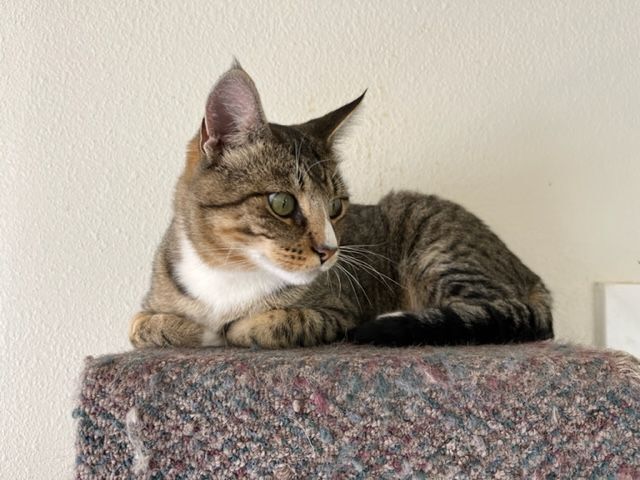 Arlo, an adoptable Domestic Short Hair in Hollister, CA_image-4