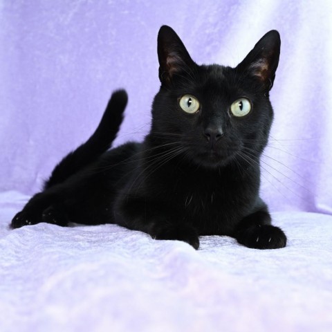 Buster, an adoptable Domestic Short Hair in Mobile, AL, 36693 | Photo Image 2