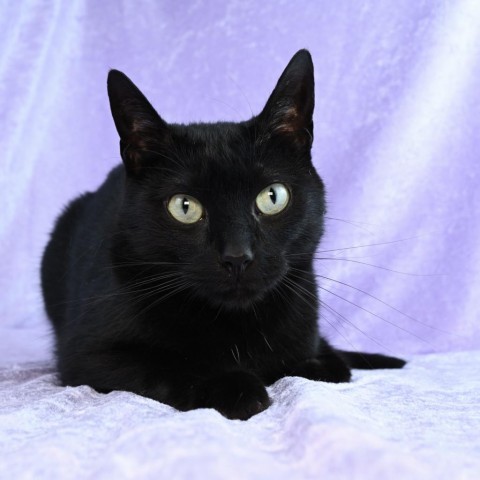 Buster, an adoptable Domestic Short Hair in Mobile, AL, 36693 | Photo Image 3