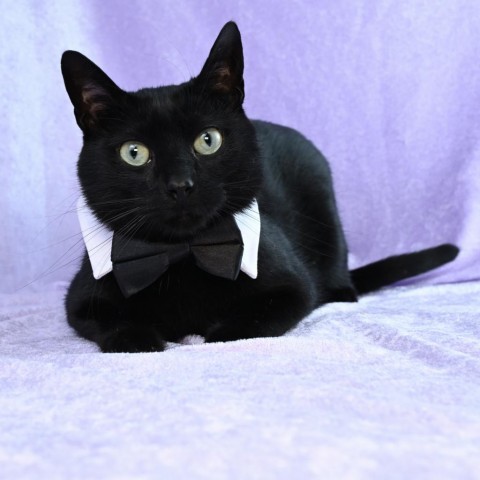 Buster, an adoptable Domestic Short Hair in Mobile, AL, 36693 | Photo Image 5