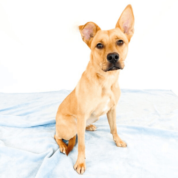 Olivia, an adoptable Shepherd & Terrier Mix in Clovis, CA_image-1