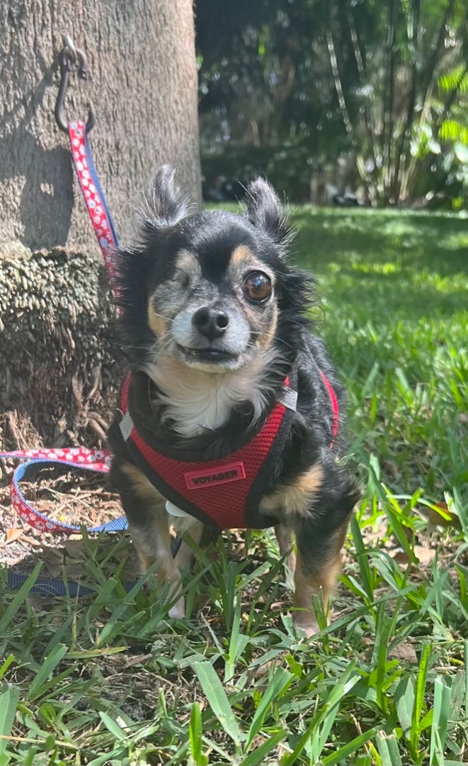 Jazzie, an adoptable Chihuahua in Davie, FL_image-3