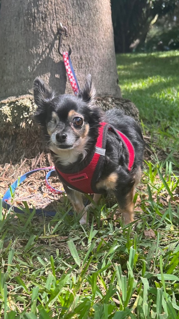 Jazzie, an adoptable Chihuahua in Davie, FL_image-4