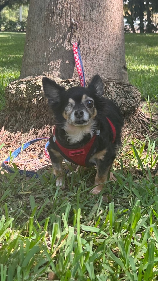 Jazzie, an adoptable Chihuahua in Davie, FL_image-5
