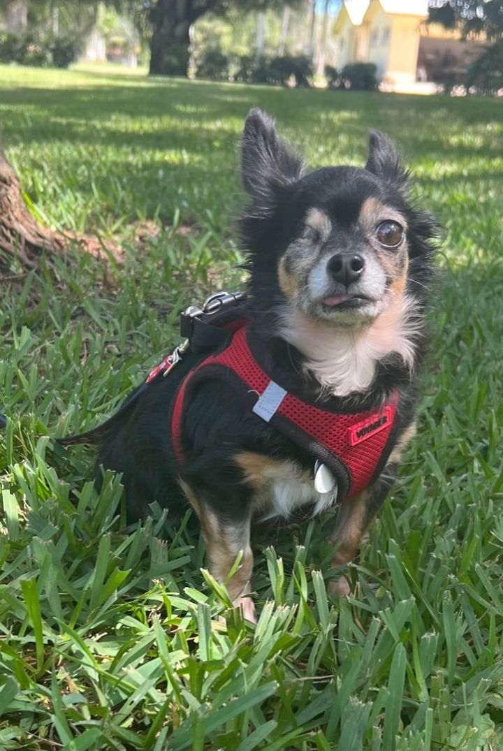 Jazzie, an adoptable Chihuahua in Davie, FL_image-6