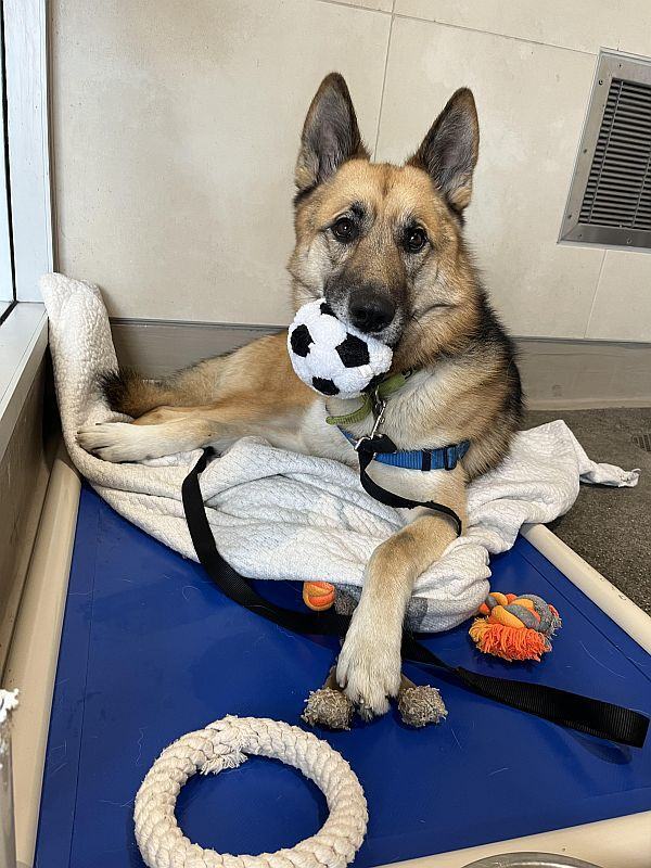 Lemmy  ***URGENT***ADOPTION FEE WAIVED***, an adopted German Shepherd Dog Mix in Berkeley, CA_image-5