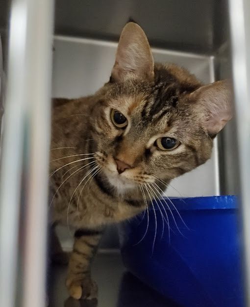 Lynxx, an adoptable Torbie in Geneseo, IL, 61254 | Photo Image 1