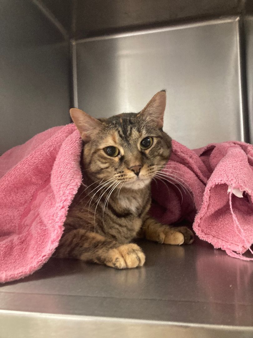 Lynxx, an adoptable Torbie in Geneseo, IL, 61254 | Photo Image 2