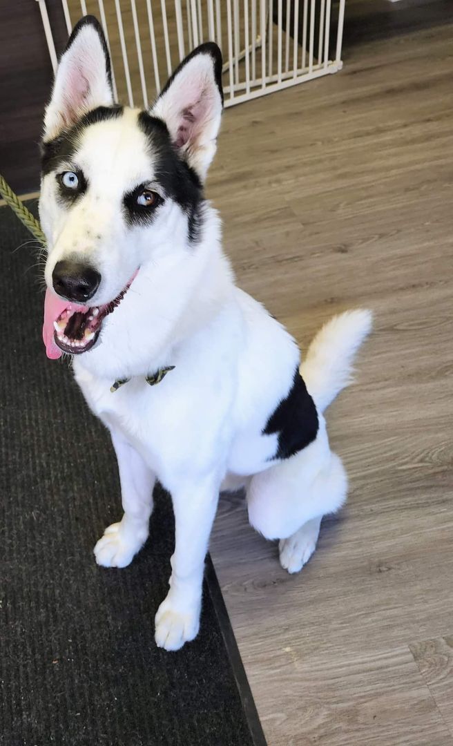 are piebald huskies showable