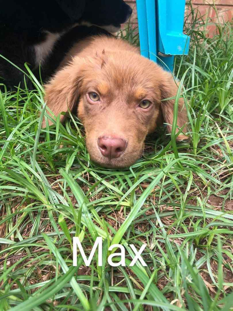 Max