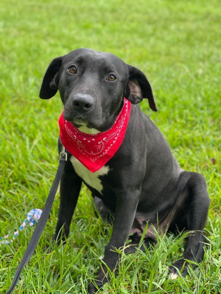 Molly, an adoptable Labrador Retriever Mix in Northwood, NH_image-5