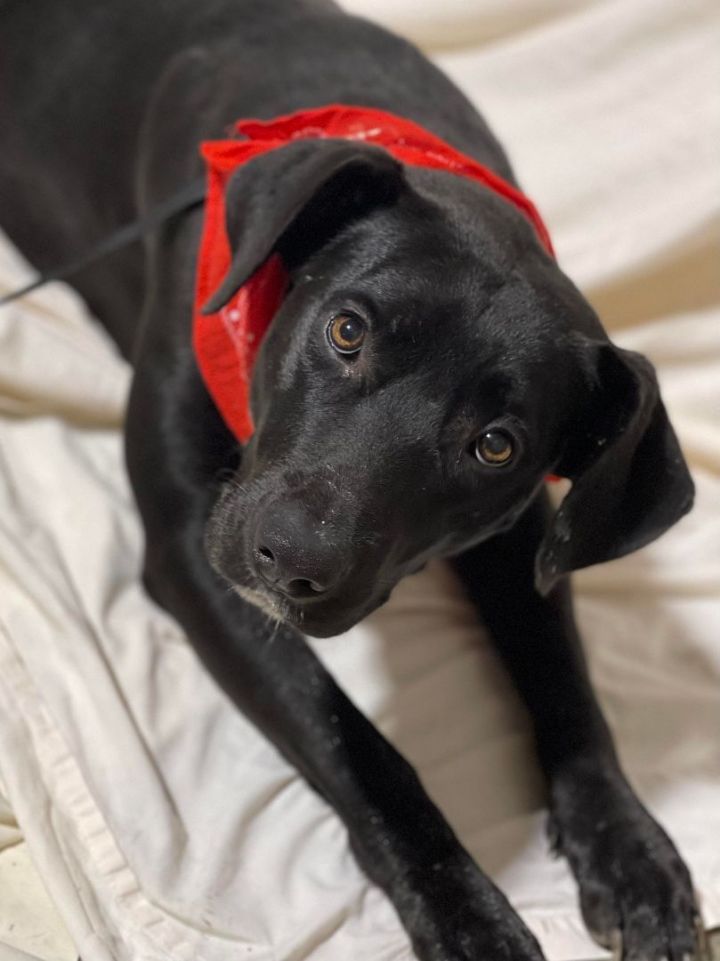 Molly, an adoptable Labrador Retriever Mix in Northwood, NH_image-6