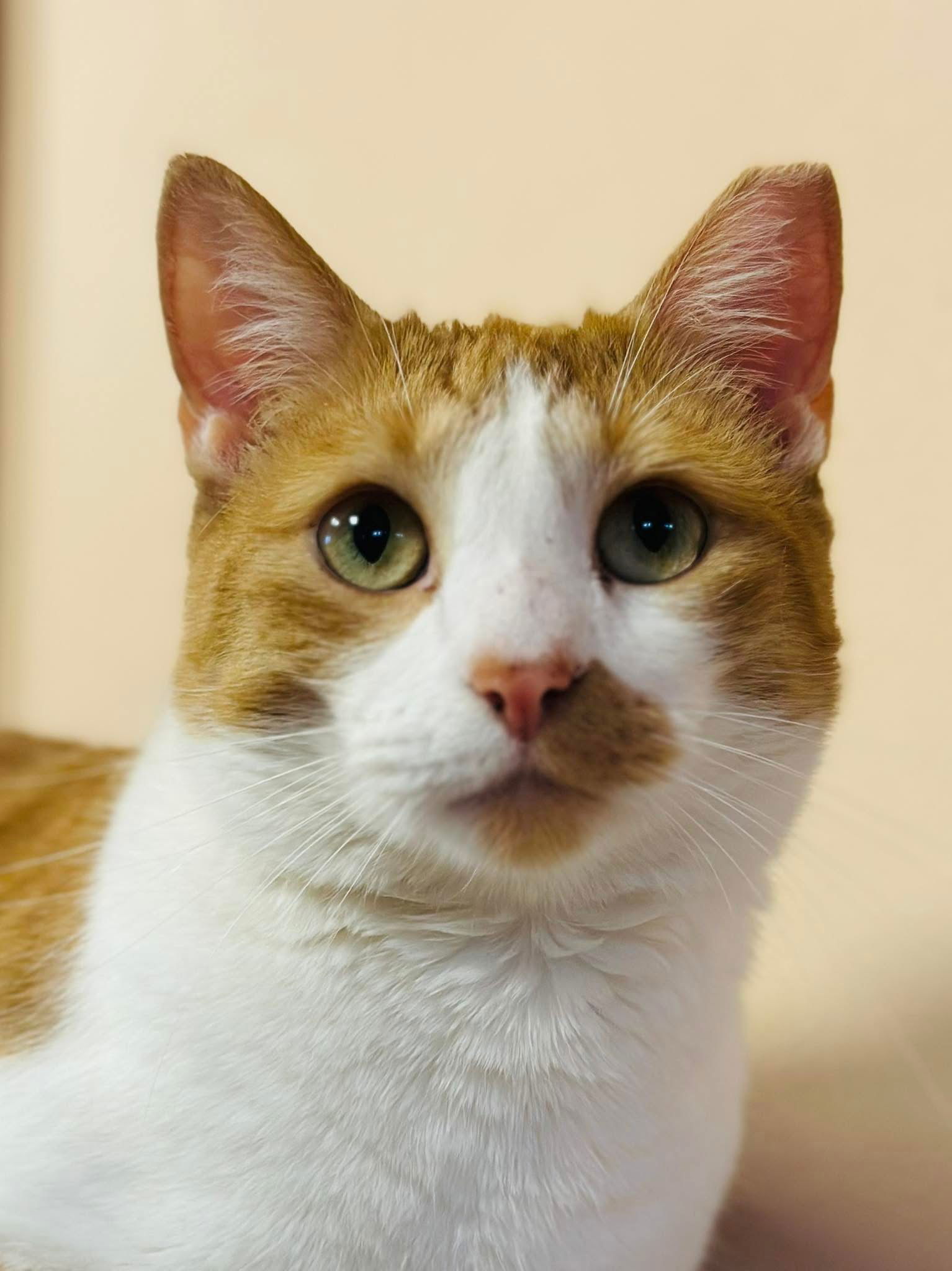 Jake, an adoptable Domestic Short Hair in Eureka, MO, 63025 | Photo Image 1