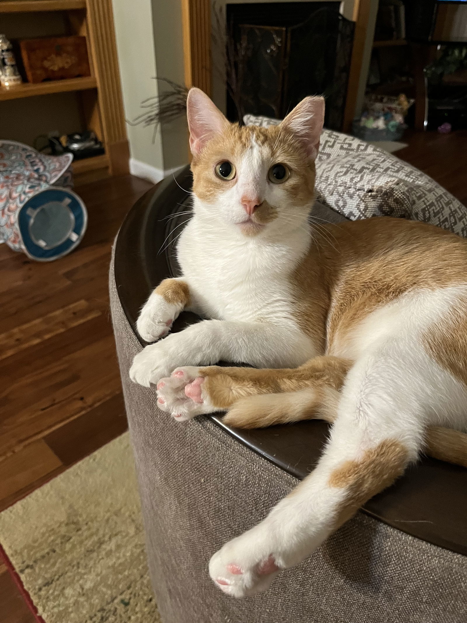 Jake, an adoptable Domestic Short Hair in Eureka, MO, 63025 | Photo Image 2