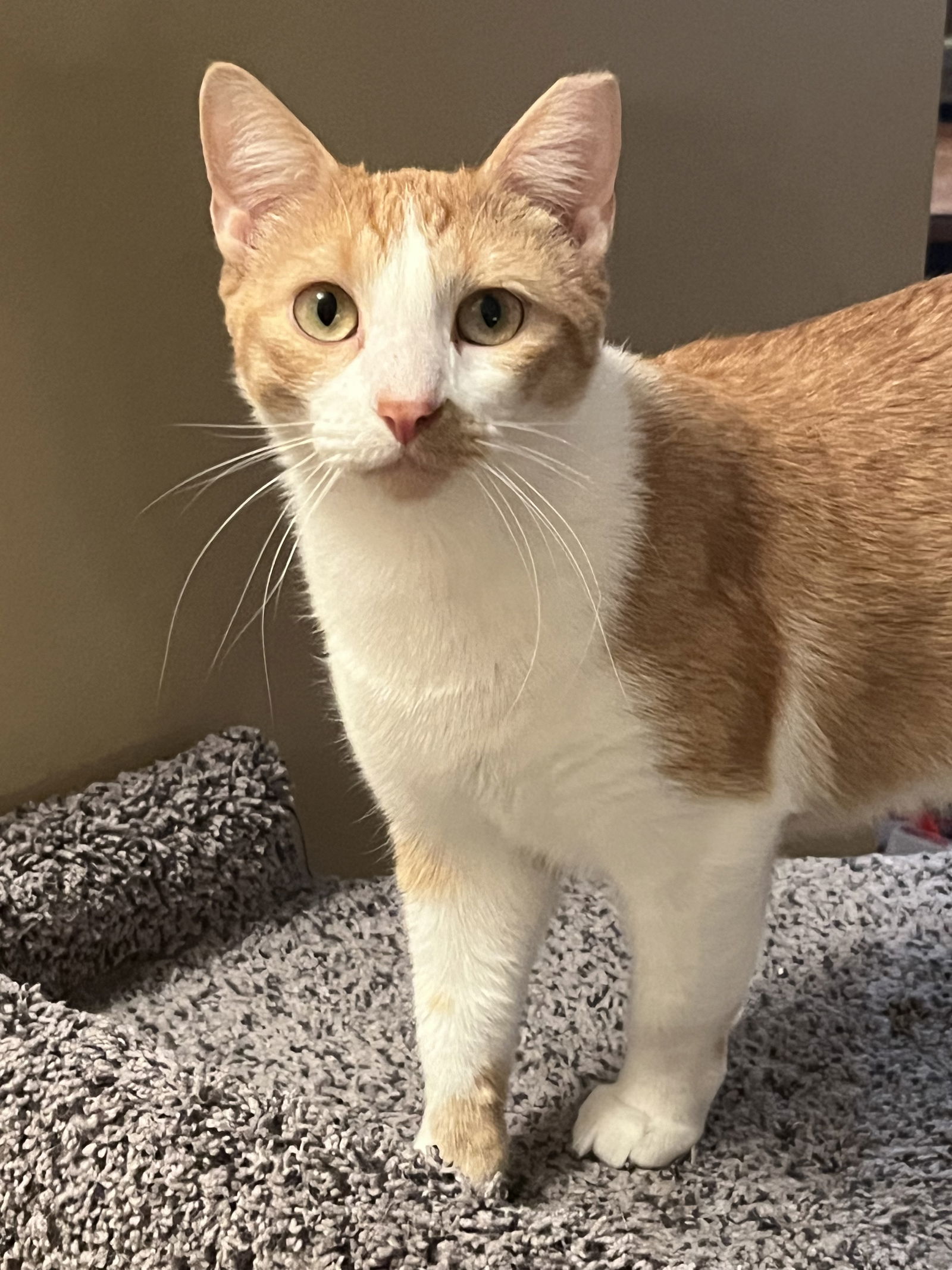 Jake, an adoptable Domestic Short Hair in Eureka, MO, 63025 | Photo Image 2