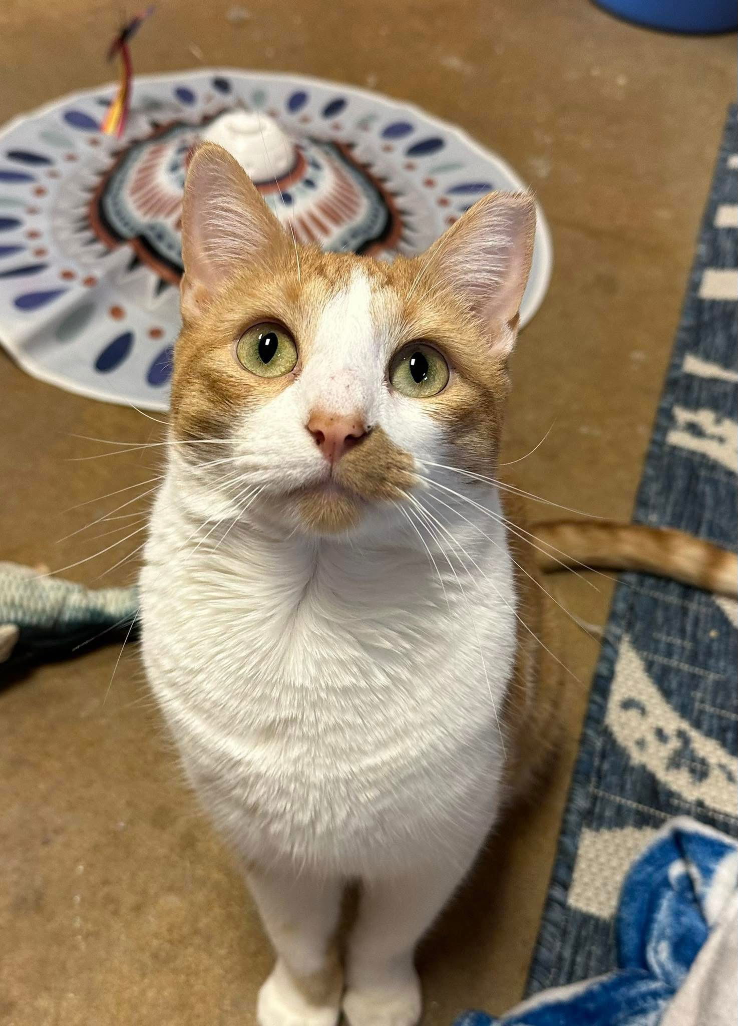 Jake, an adoptable Domestic Short Hair in Eureka, MO, 63025 | Photo Image 3